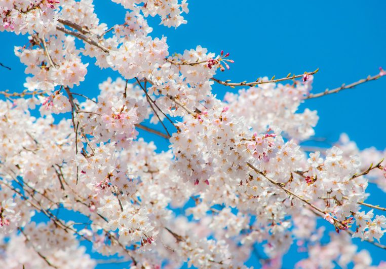 地鎮祭＊頂き物